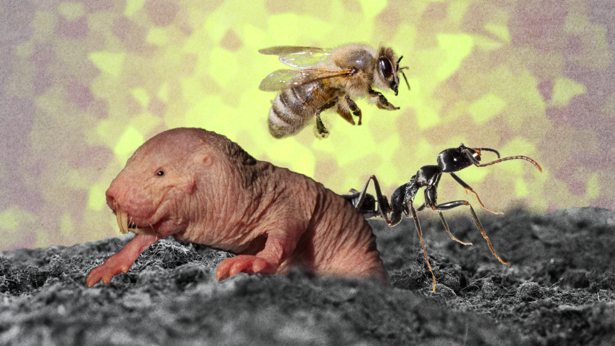 Люди-муравьи: эффективные менеджеры 