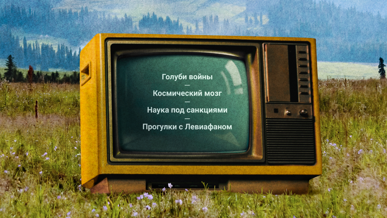 Птицы-биодроны и опасности безопасности